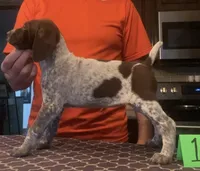 Ohio Pup 1, a female German Shorthaired Pointer for sale in Coldwater, OH – Photo 1 of 4