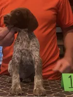 Ohio Pup 1, a female German Shorthaired Pointer for sale in Coldwater, OH – Photo 3 of 4