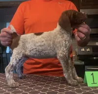 Ohio Pup 1, a female German Shorthaired Pointer for sale in Coldwater, OH – Photo 4 of 4