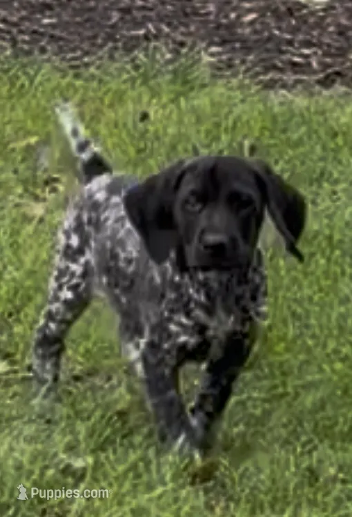 Ohio pup A – German Shorthaired Pointer puppy for sale in Coldwater, OH