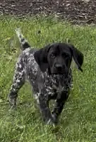 Ohio pup A, a female German Shorthaired Pointer for sale in Coldwater, OH – 7 of 8