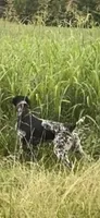 Ohio Pup Black/Ticked male 5, a male German Shorthaired Pointer for sale in Coldwater, OH – Photo 10 of 10