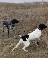 Ohio Pup Black/Ticked male 5, a male German Shorthaired Pointer for sale in Coldwater, OH – Photo 5 of 10