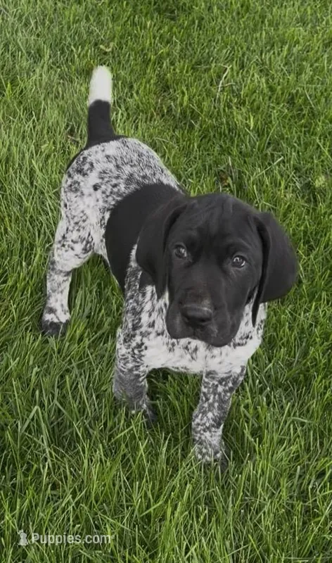 Ohio Pup Black/Ticked male 5 – German Shorthaired Pointer puppy for sale in Coldwater, OH