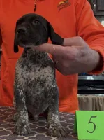 Ohio Pup Black/Ticked male 5, a male German Shorthaired Pointer for sale in Coldwater, OH – Photo 3 of 10