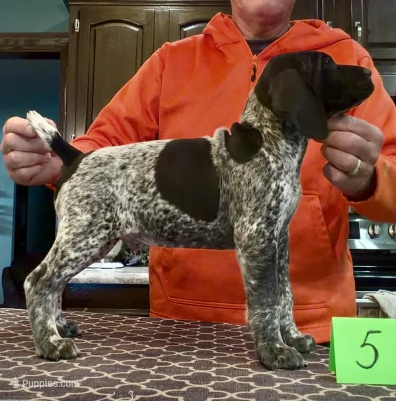 Ohio Pup Black/Ticked male 5 – German Shorthaired Pointer puppy for sale in Coldwater, OH