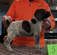 Ohio Pup Black/Ticked male 5, a male German Shorthaired Pointer for sale in Coldwater, OH – Photo 2 of 10