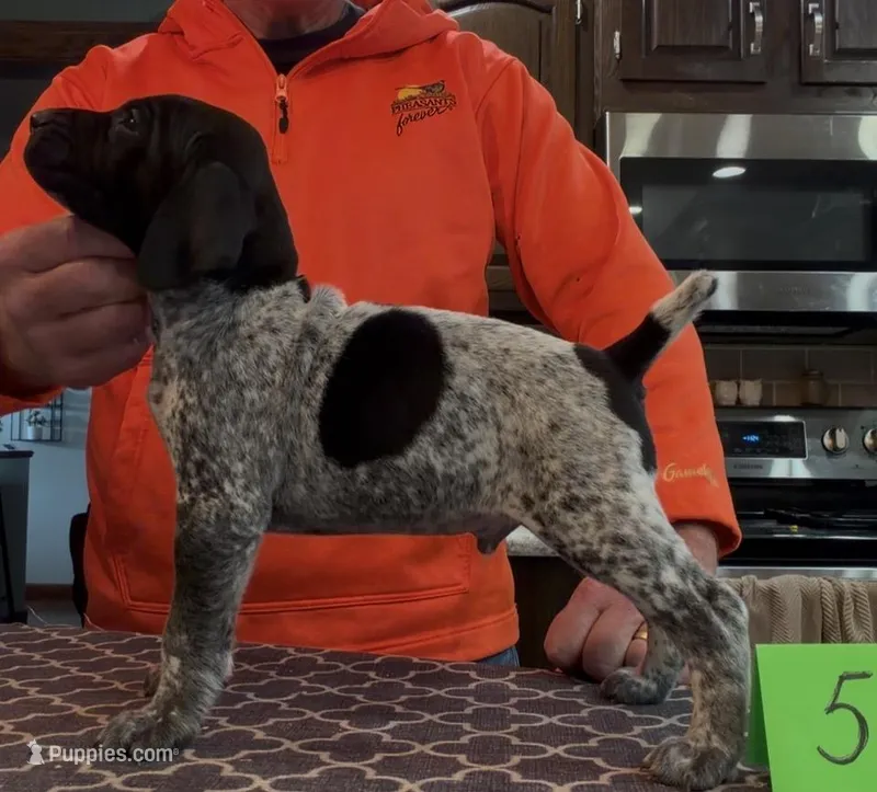Ohio Pup Black/Ticked male 5 – German Shorthaired Pointer puppy for sale in Coldwater, OH