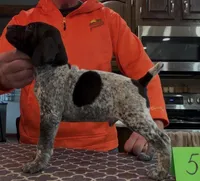 Ohio Pup Black/Ticked male 5, a male German Shorthaired Pointer for sale in Coldwater, OH – Photo 1 of 10