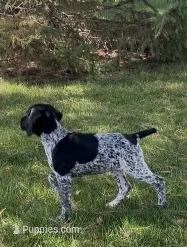 Ohio pup black/ticked female C – German Shorthaired Pointer puppy for sale in Coldwater, OH