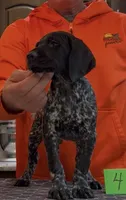 Ohio Pups Male 4, a male German Shorthaired Pointer for sale in Coldwater, OH – 7 of 8