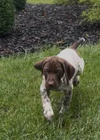 Ohio Pups Male 1, a male German Shorthaired Pointer for sale in Coldwater, OH – 4 of 7