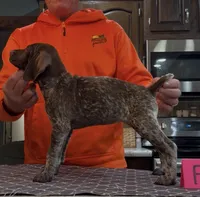 Ohio pup F, a female German Shorthaired Pointer for sale in Coldwater, OH – 6 of 10