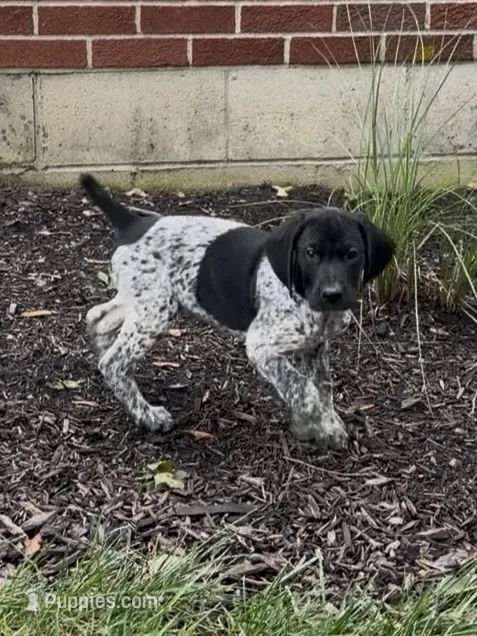 Ohio pup C – German Shorthaired Pointer puppy for sale in Coldwater, OH