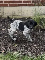 Ohio pup C, a female German Shorthaired Pointer for sale in Coldwater, OH – 2 of 9