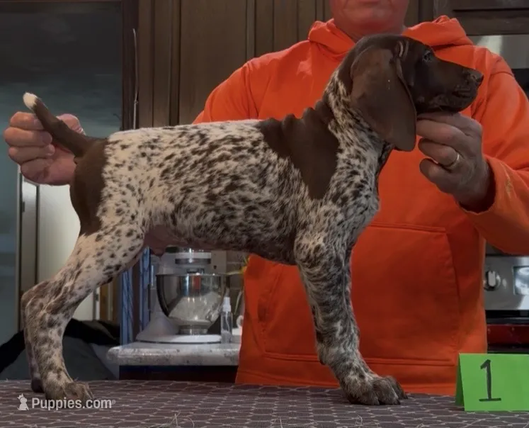 Ohio Pups liver/ticked Male 1 – German Shorthaired Pointer puppy for sale in Coldwater, OH
