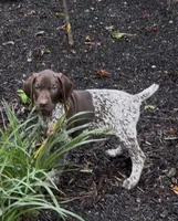 Ohio Pups Male 3, a male German Shorthaired Pointer for sale in Coldwater, OH – 3 of 5