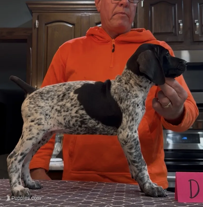 Ohio pup D – German Shorthaired Pointer puppy for sale in Coldwater, OH