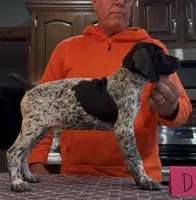 Ohio pup D, a female German Shorthaired Pointer for sale in Coldwater, OH – 1 of 7