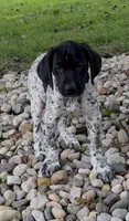 Ohio pup D, a female German Shorthaired Pointer for sale in Coldwater, OH – 2 of 7