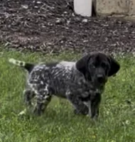 Ohio pup A, a female German Shorthaired Pointer for sale in Coldwater, OH – 6 of 8