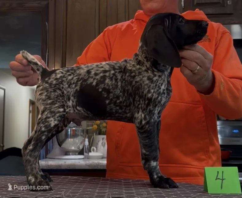 Ohio Pups black/roan Male 4 – German Shorthaired Pointer puppy for sale in Coldwater, OH