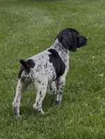 Ohio pup D, a female German Shorthaired Pointer for sale in Coldwater, OH – 6 of 7