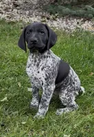 Ohio pup E, a female German Shorthaired Pointer for sale in Coldwater, OH – 5 of 5
