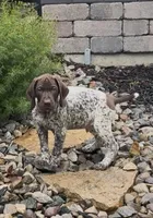 Ohio Pups Male 1, a male German Shorthaired Pointer for sale in Coldwater, OH – 6 of 7