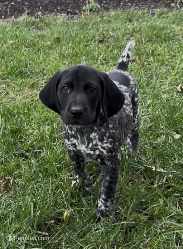 Ohio pup A – German Shorthaired Pointer puppy for sale in Coldwater, OH