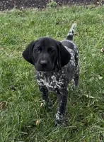 Ohio pup A, a female German Shorthaired Pointer for sale in Coldwater, OH – 1 of 8