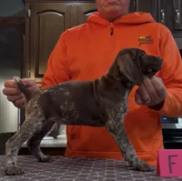 Ohio pup F, a female German Shorthaired Pointer for sale in Coldwater, OH – 4 of 10