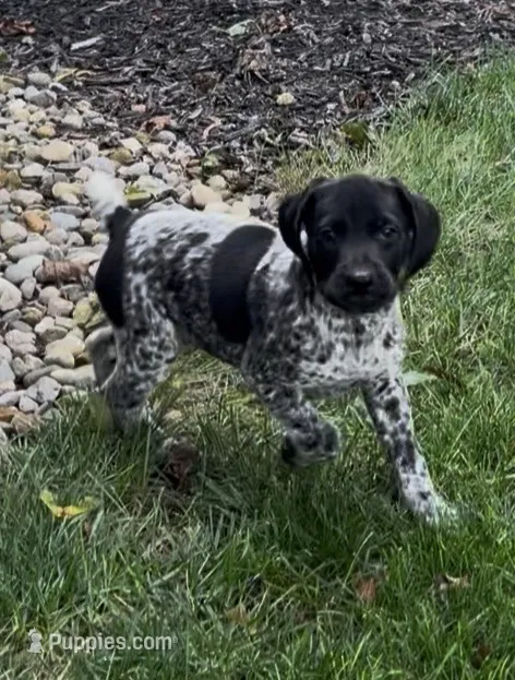 Ohio pup E – German Shorthaired Pointer puppy for sale in Coldwater, OH