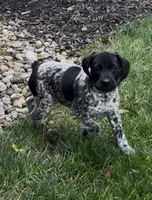 Ohio pup E, a female German Shorthaired Pointer for sale in Coldwater, OH – 1 of 5