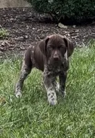 Ohio pup F, a female German Shorthaired Pointer for sale in Coldwater, OH – 10 of 10