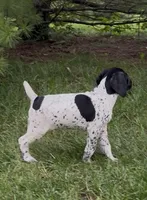 Ohio pup B, a female German Shorthaired Pointer for sale in Coldwater, OH – 7 of 7