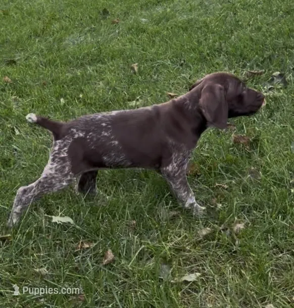 Ohio pup F – German Shorthaired Pointer puppy for sale in Coldwater, OH