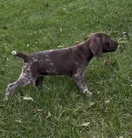Ohio pup F, a female German Shorthaired Pointer for sale in Coldwater, OH – 1 of 10