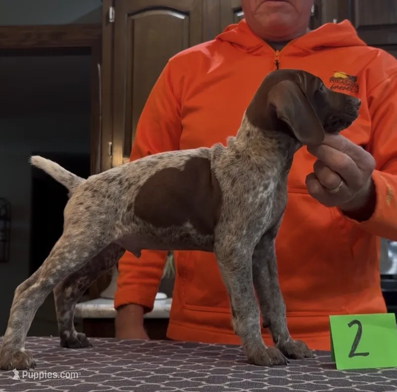 Ohio Pups Male 2 – German Shorthaired Pointer puppy for sale in Coldwater, OH
