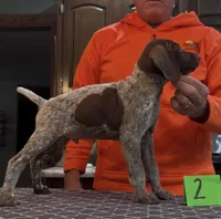 Ohio Pups Male 2, a male German Shorthaired Pointer for sale in Coldwater, OH – 1 of 6