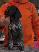 Ohio pup A, a female German Shorthaired Pointer for sale in Coldwater, OH – 2 of 8