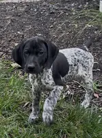 Ohio pup C, a female German Shorthaired Pointer for sale in Coldwater, OH – 6 of 9