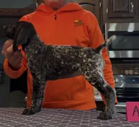 Ohio pup A, a female German Shorthaired Pointer for sale in Coldwater, OH – 4 of 8