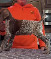 Ohio pups males, a male German Shorthaired Pointer for sale in Coldwater, OH – 2 of 2