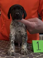 Ohio pup black/ticked male 1, a male German Shorthaired Pointer for sale in Coldwater, OH – Photo 3 of 10