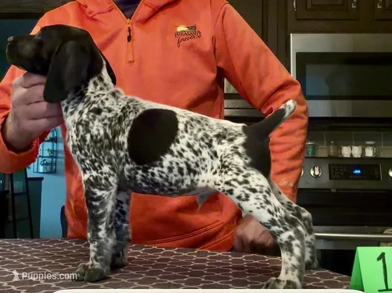 Ohio pup black/ticked male 1 – German Shorthaired Pointer puppy for sale in Coldwater, OH