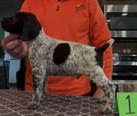 Ohio pup black/ticked male 1, a male German Shorthaired Pointer for sale in Coldwater, OH – Photo 2 of 10