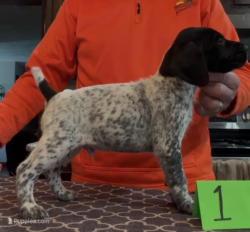Ohio pup black/ticked male 1 – German Shorthaired Pointer puppy for sale in Coldwater, OH