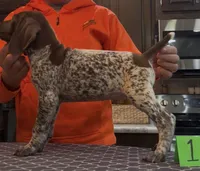 Ohio Pups Male 1, a male German Shorthaired Pointer for sale in Coldwater, OH – 5 of 7