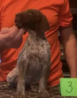 Ohio Pup 3, a female German Shorthaired Pointer for sale in Coldwater, OH – Photo 3 of 3
